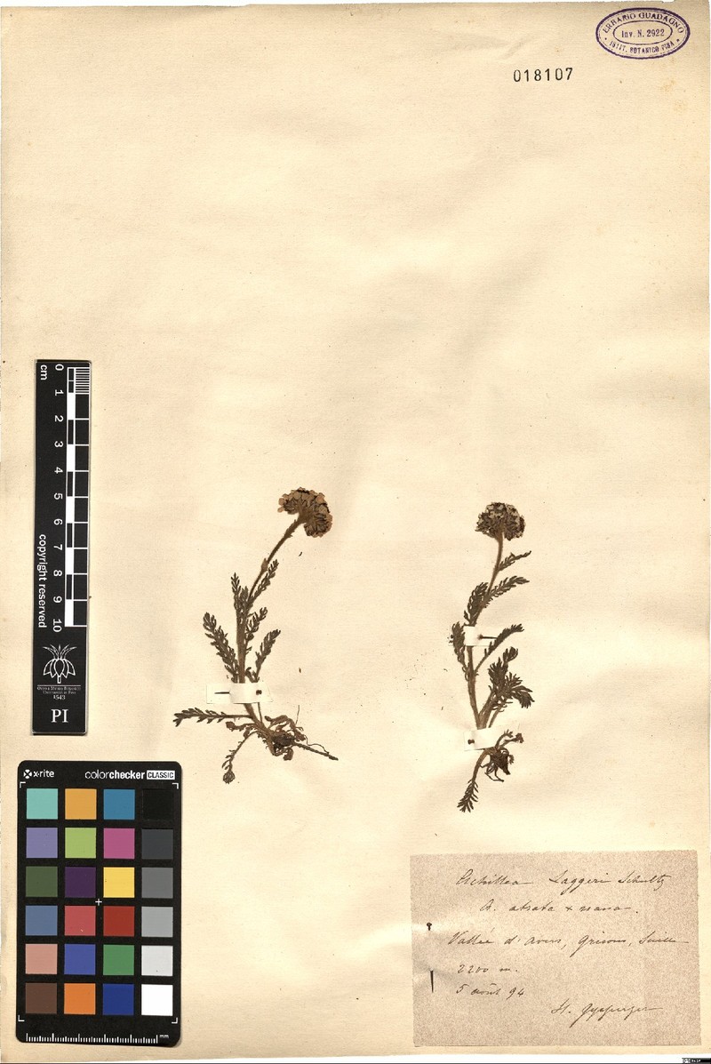 Achillea × laggeri photo 2