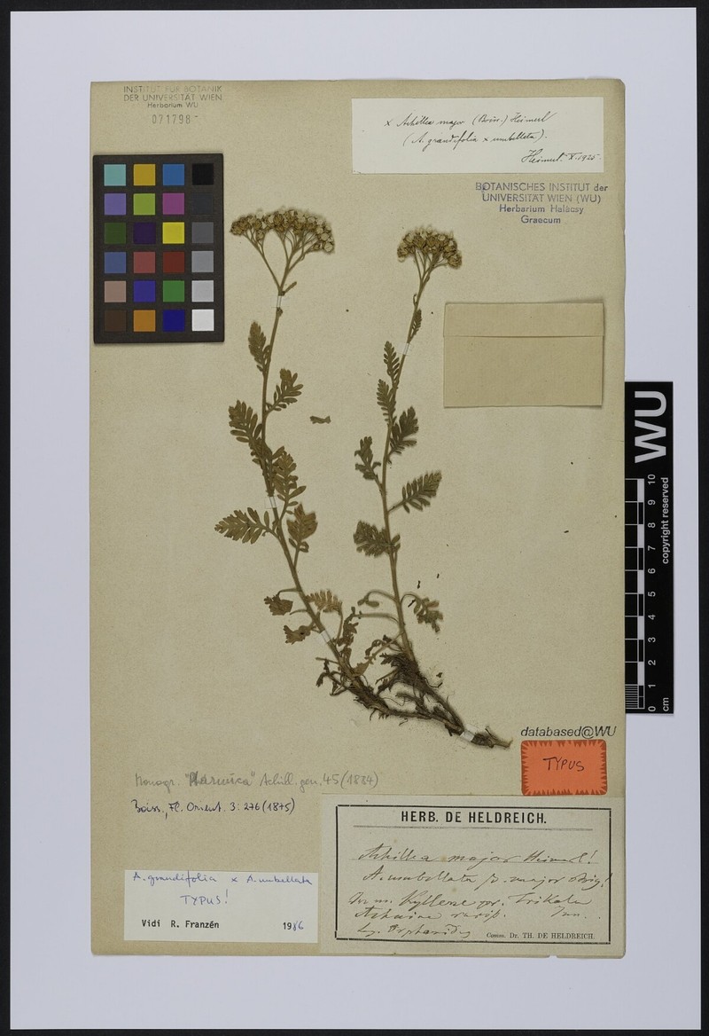 Achillea × major