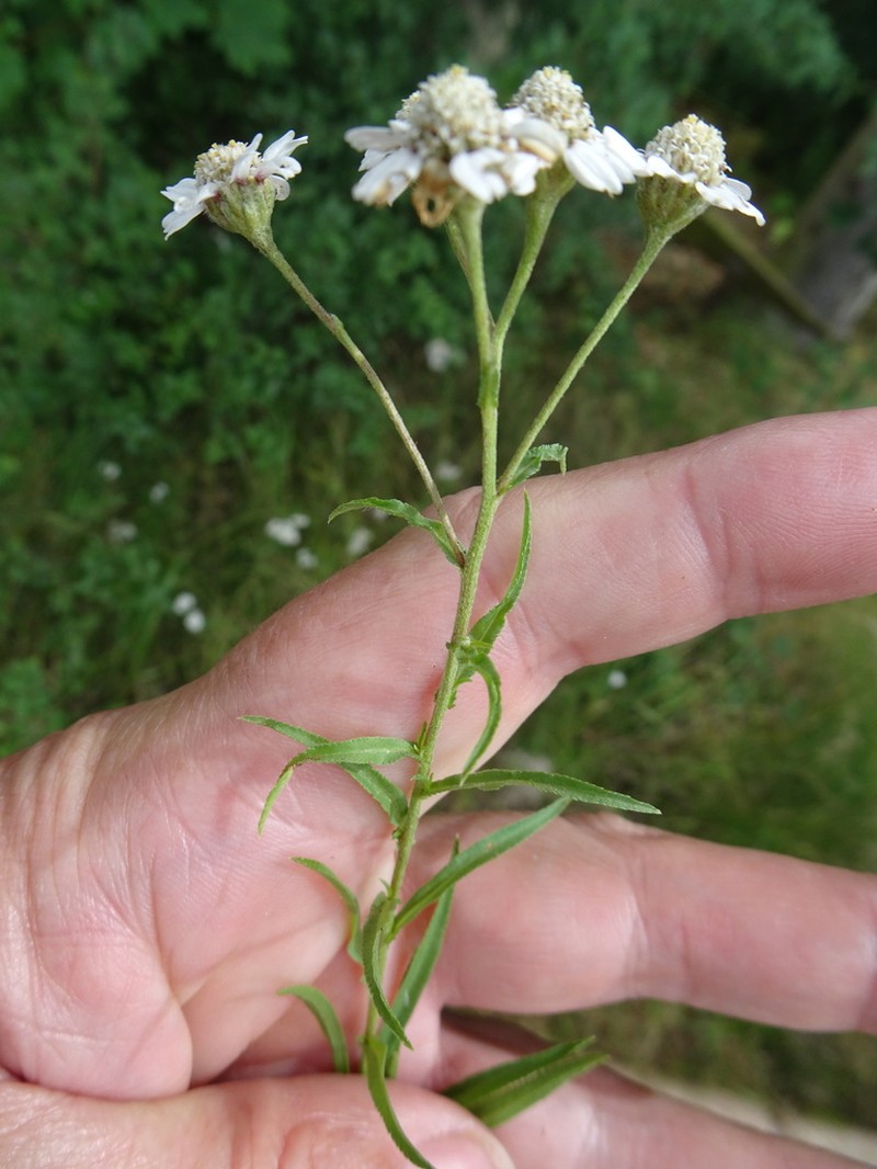 Achillea × maxima photo 7