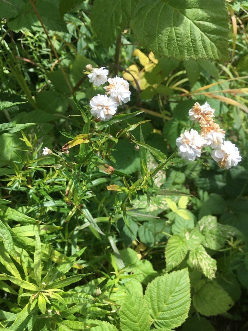 Achillea × maxima photo 8