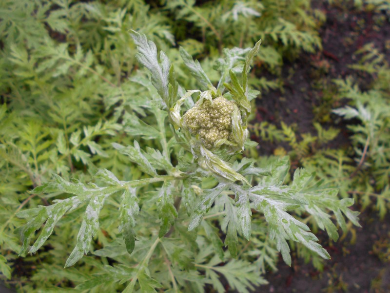 Achillea × obscura