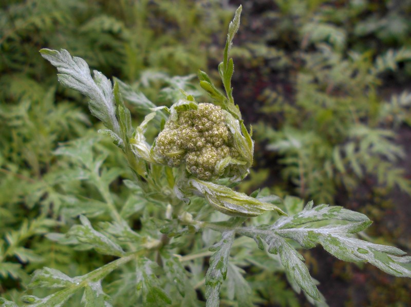 Achillea × obscura photo 6