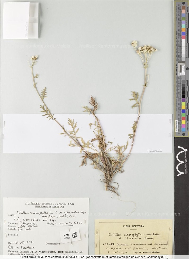 Achillea × obscura