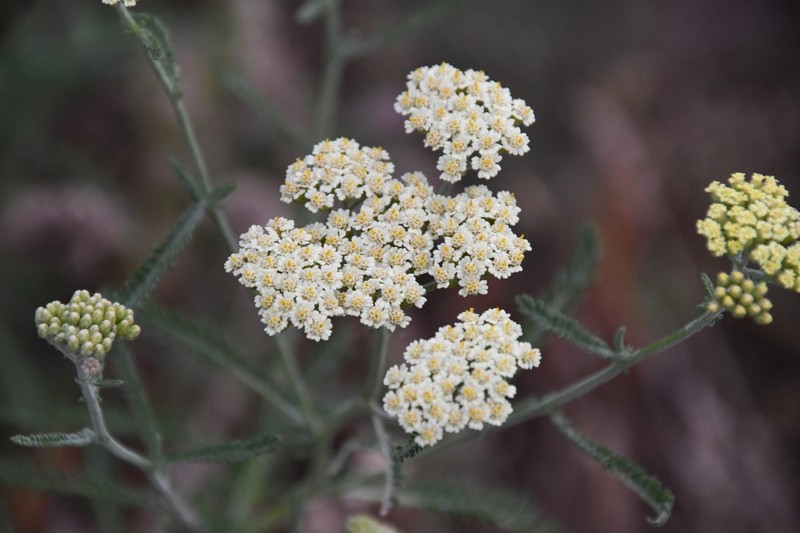 Achillea × submicrantha