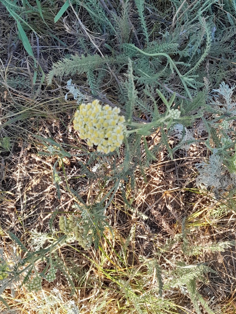 Achillea × submicrantha photo 2