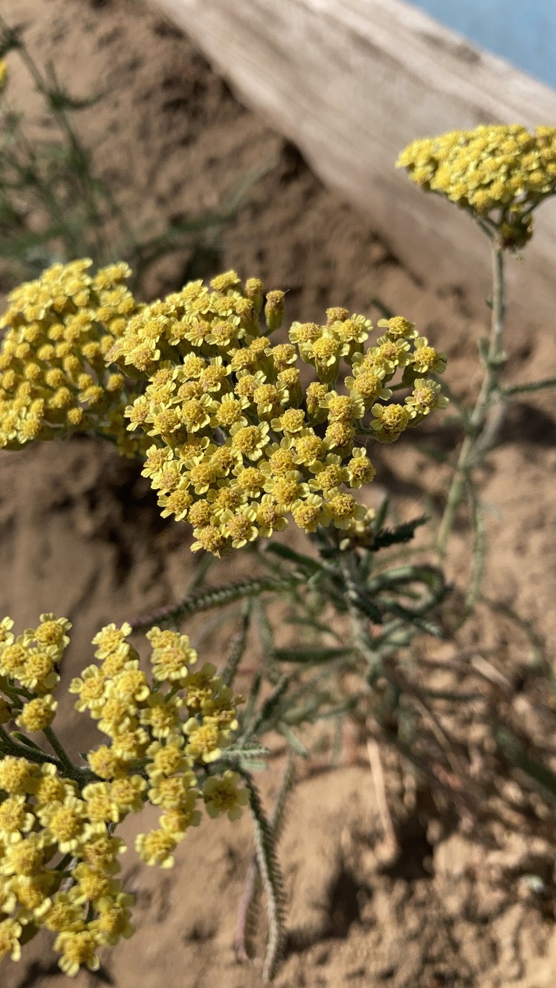 Achillea × submicrantha photo 3