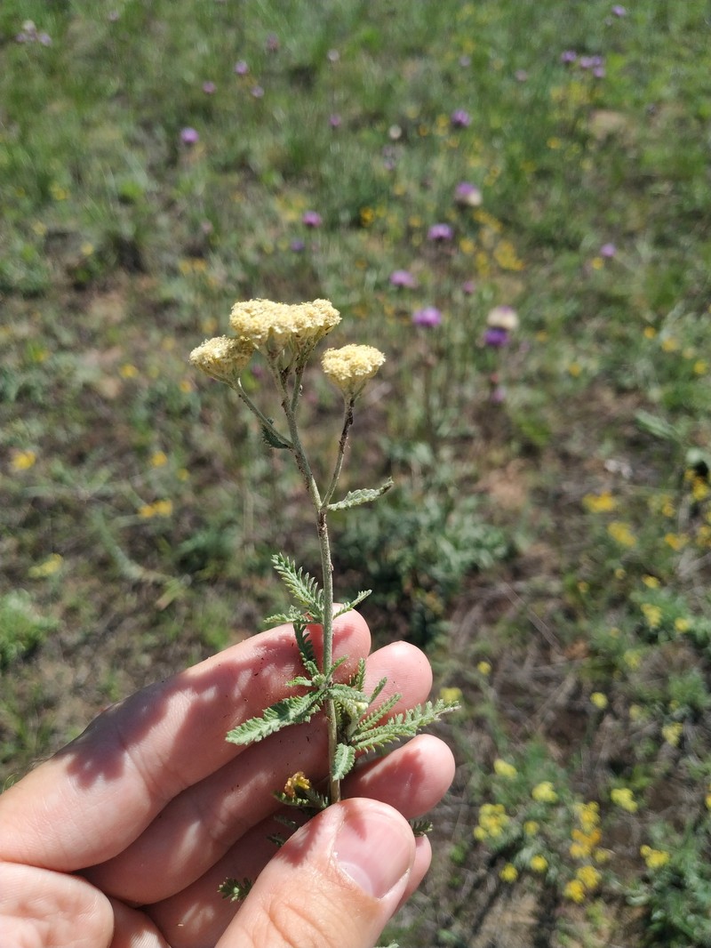 Achillea × submicrantha photo 4
