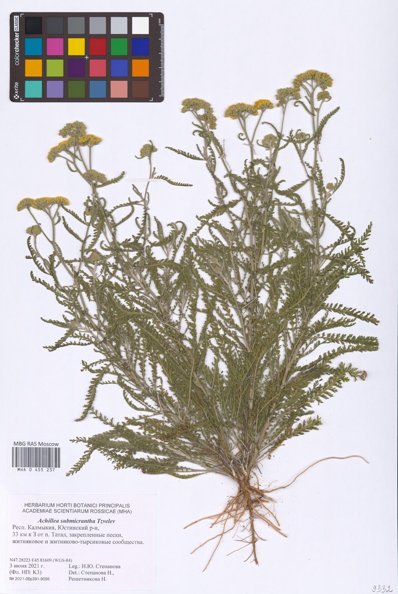 Achillea × submicrantha photo 7