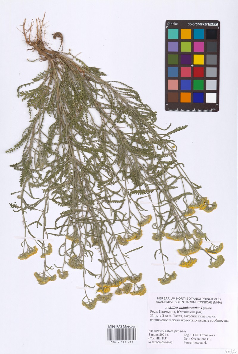 Achillea × submicrantha photo 8