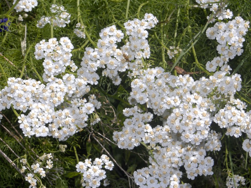 Achillea abrotanoides