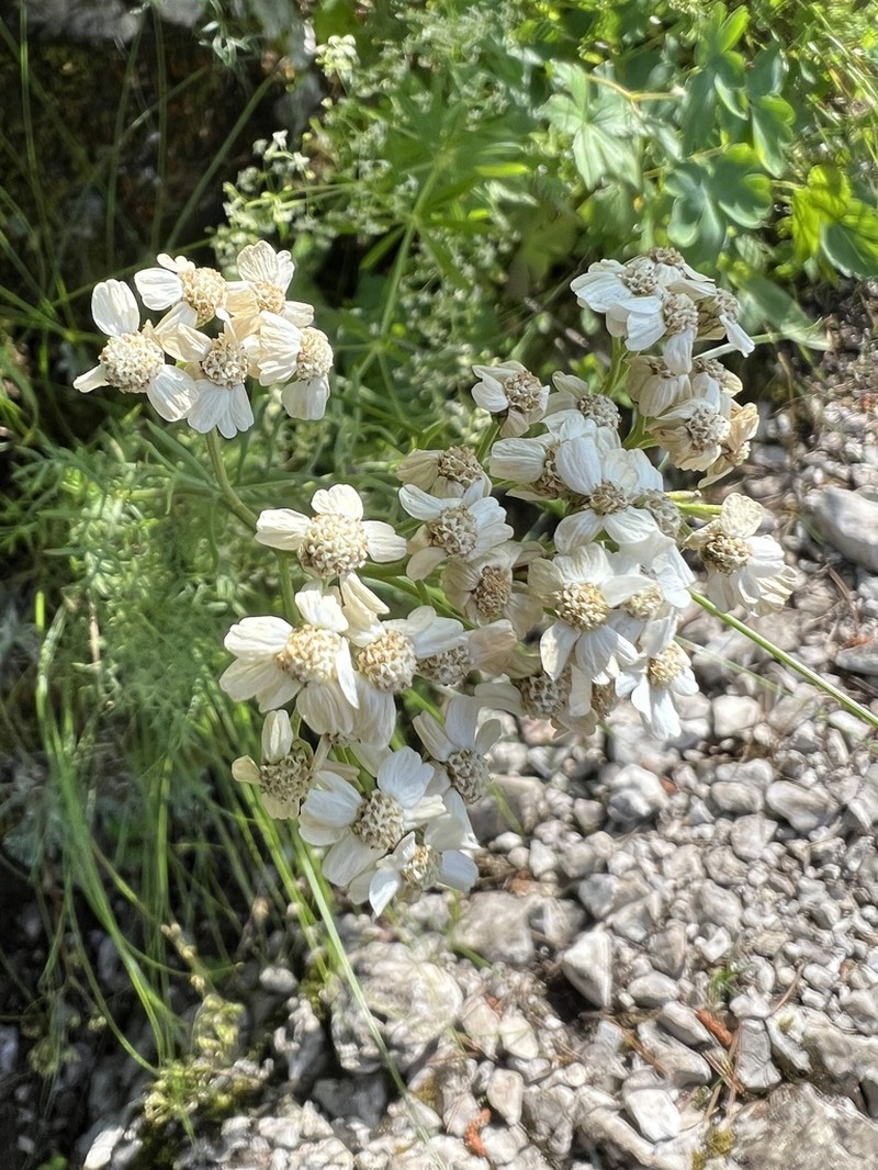 Achillea abrotanoides photo 2