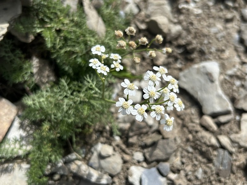 Achillea abrotanoides photo 3