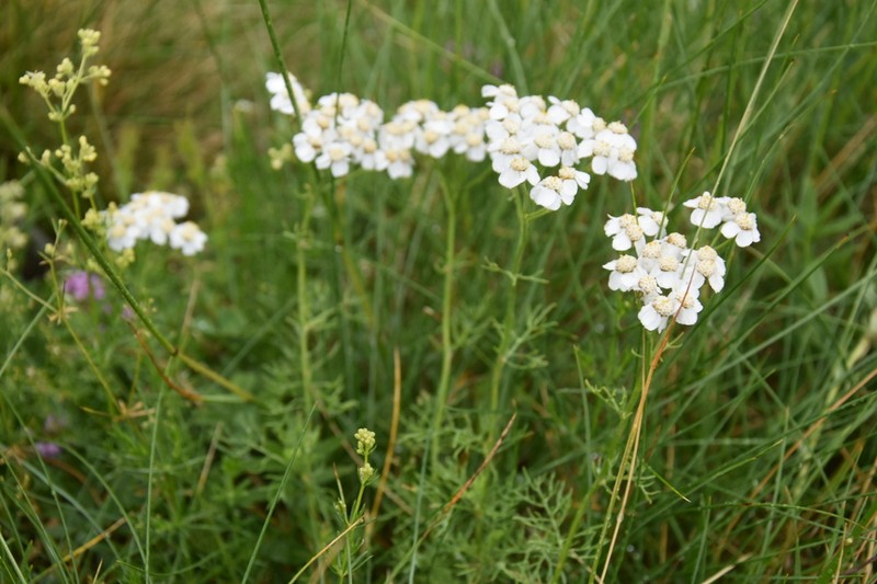 Achillea abrotanoides photo 4