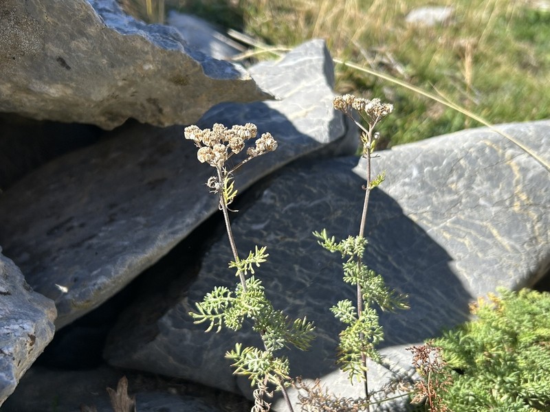 Achillea abrotanoides photo 5