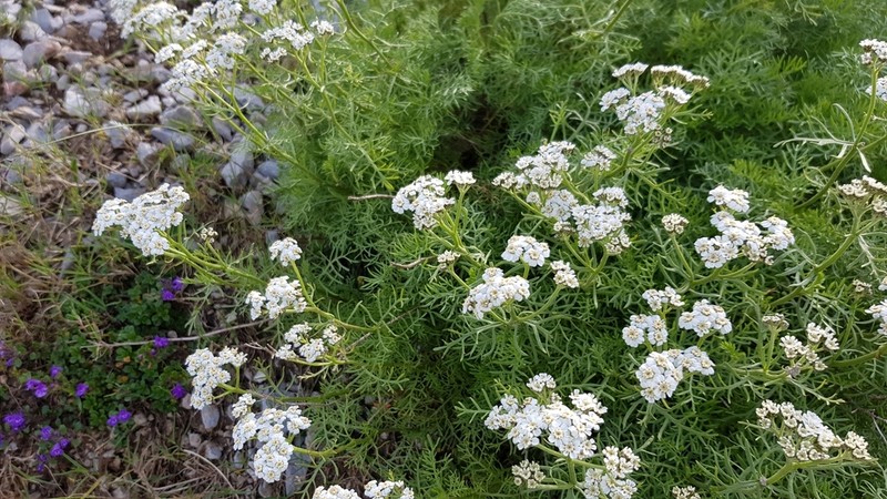 Achillea abrotanoides photo 6