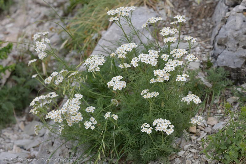 Achillea abrotanoides photo 7