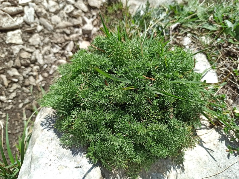 Achillea abrotanoides photo 8