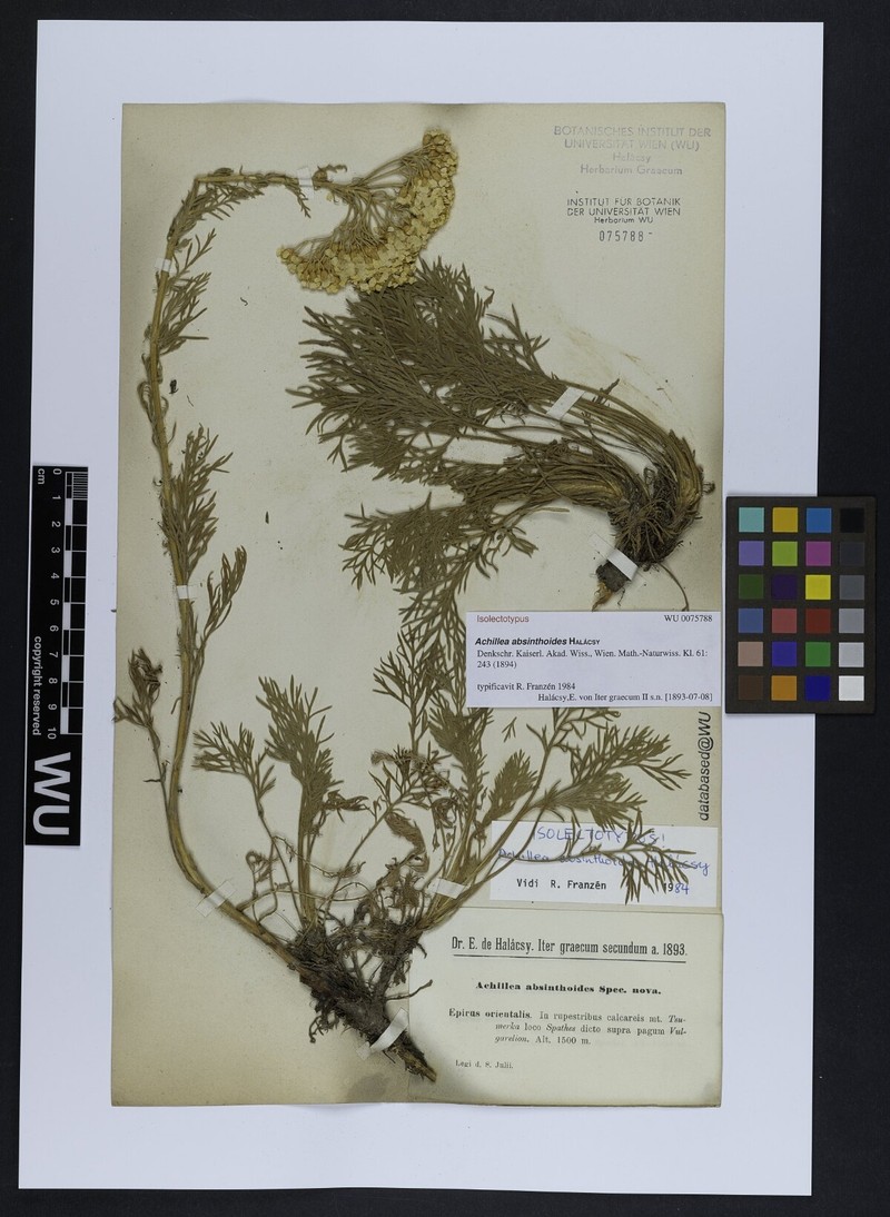 Achillea absinthoides