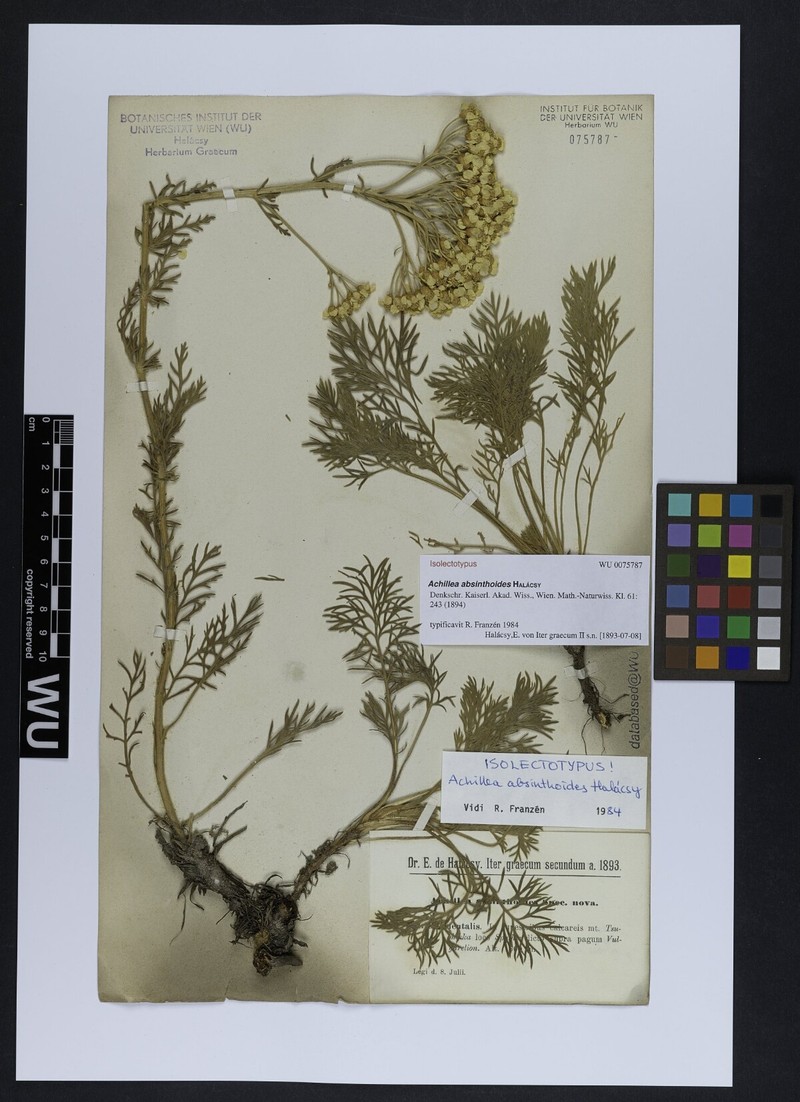 Achillea absinthoides photo 2