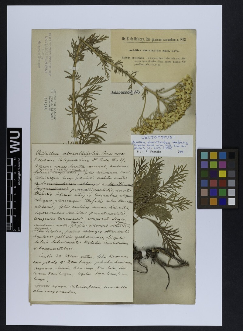 Achillea absinthoides photo 3