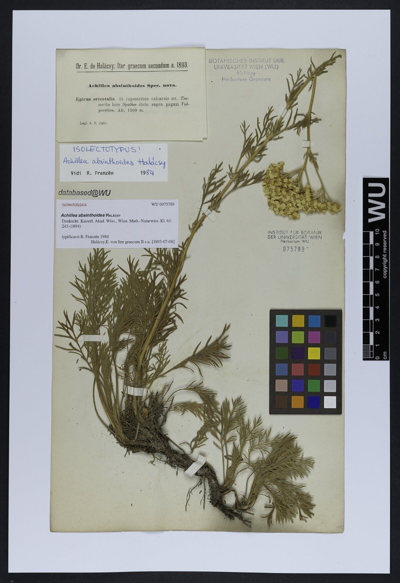 Achillea absinthoides photo 4