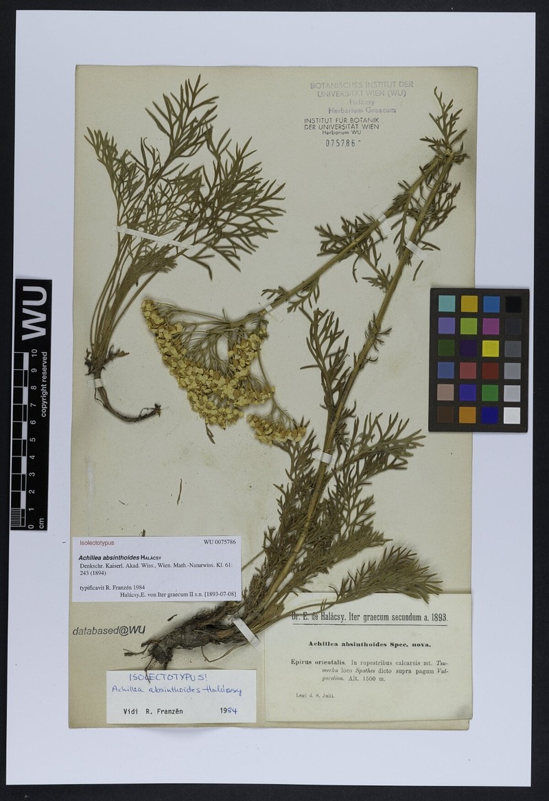 Achillea absinthoides photo 5