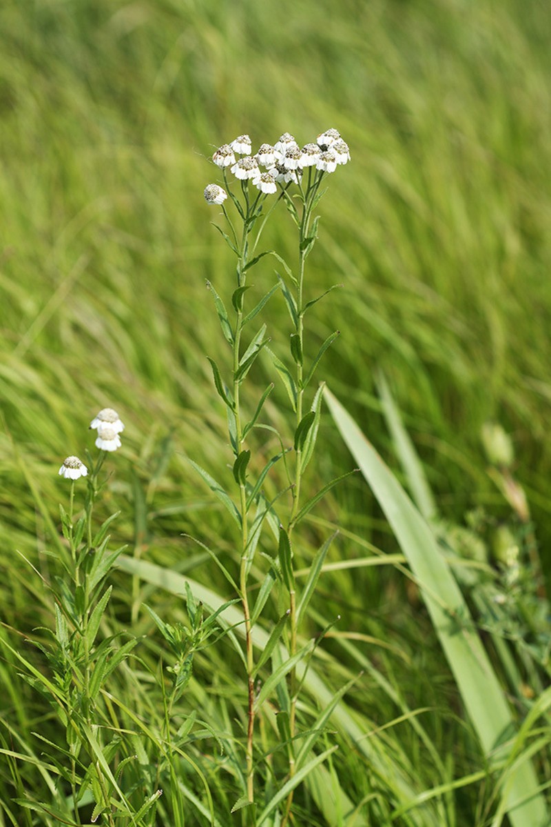 Achillea acuminata