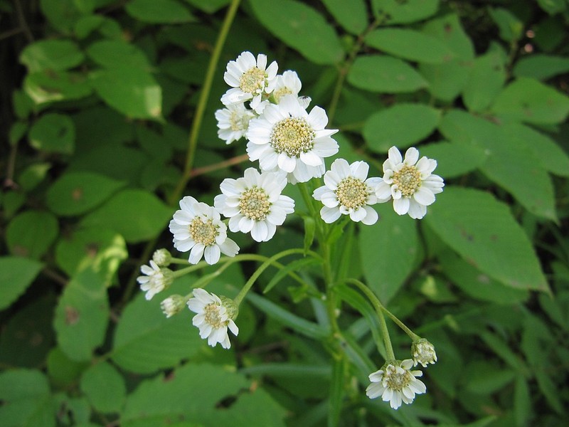 Achillea acuminata photo 2