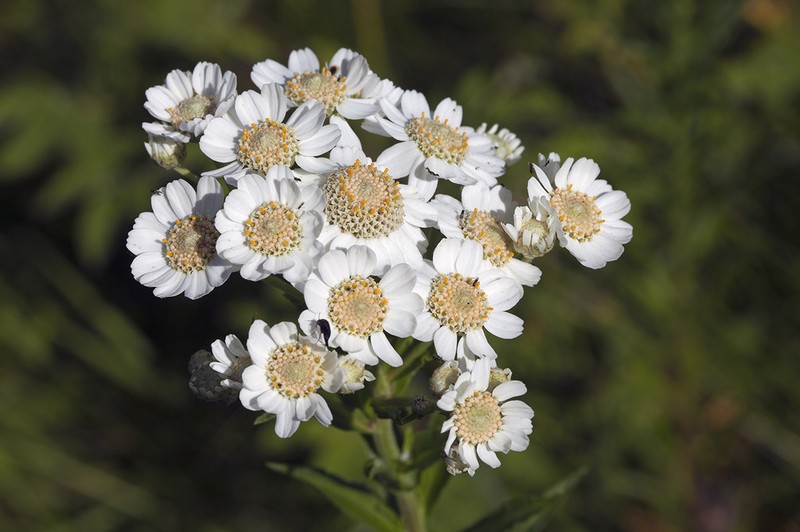 Achillea acuminata photo 3
