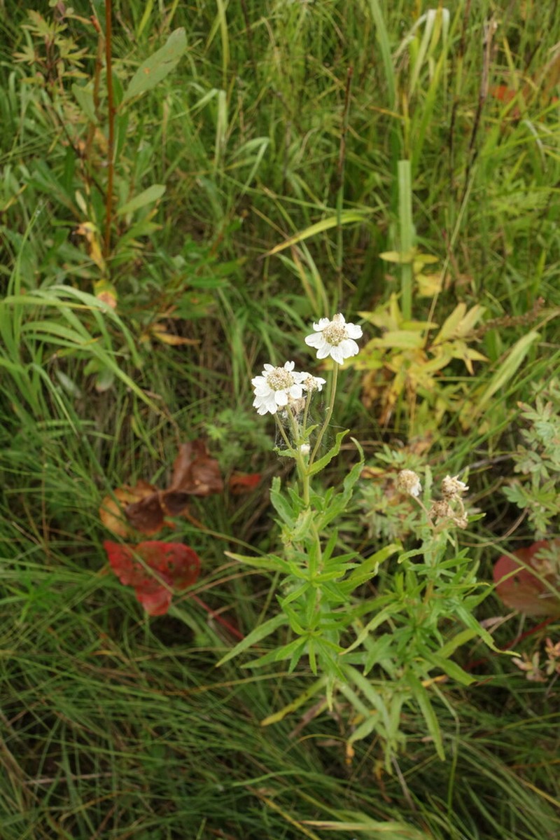 Achillea acuminata photo 4