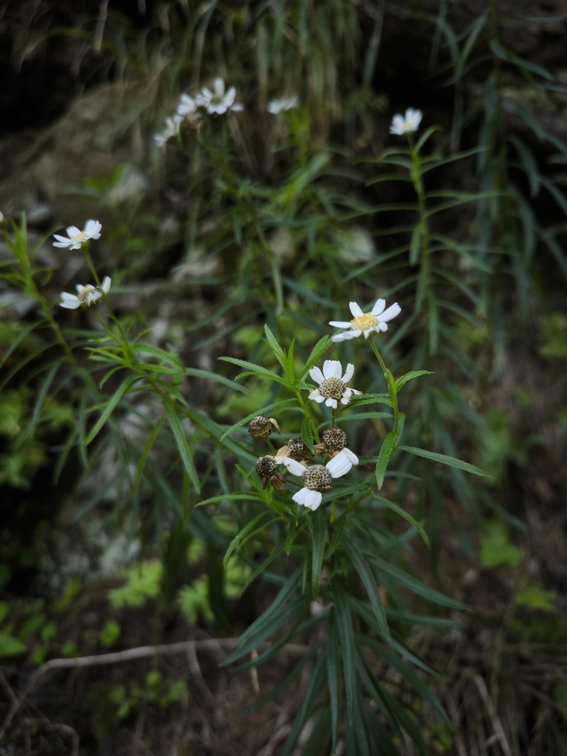 Achillea acuminata photo 5