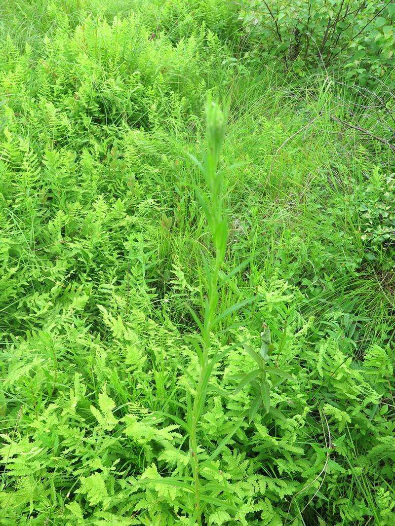 Achillea acuminata photo 6