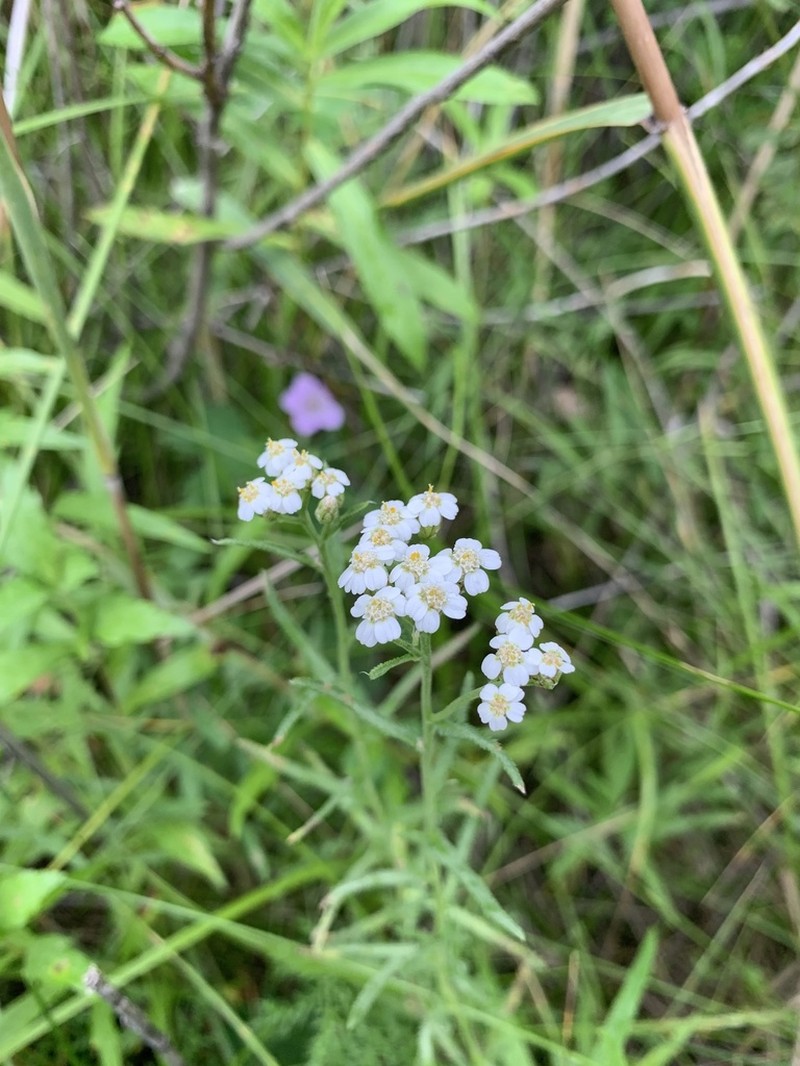 Achillea acuminata photo 7