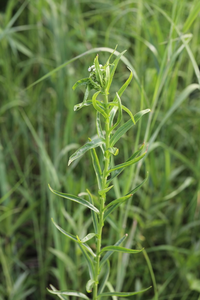 Achillea acuminata photo 8