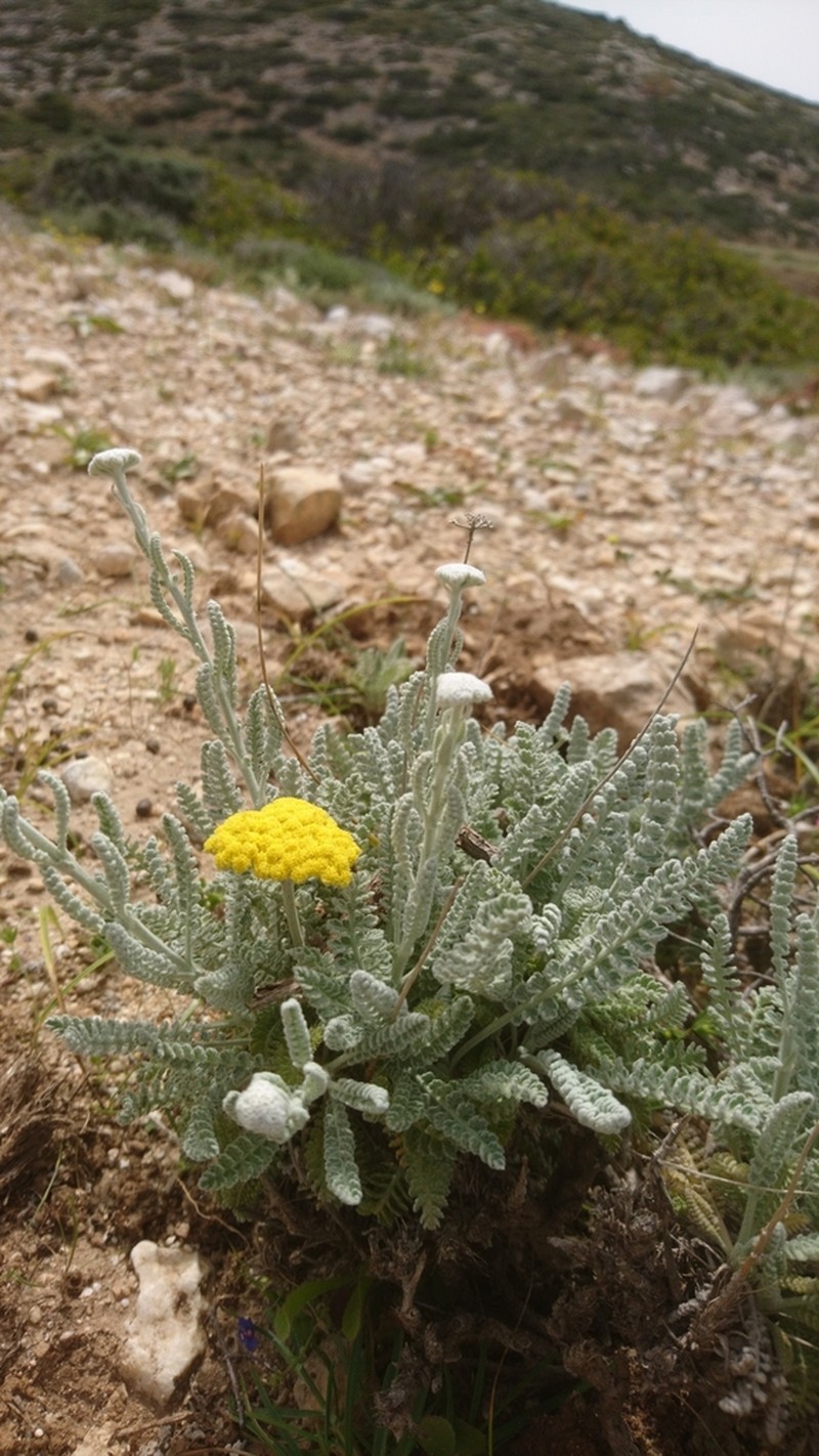 Achillea aegyptiaca photo 3