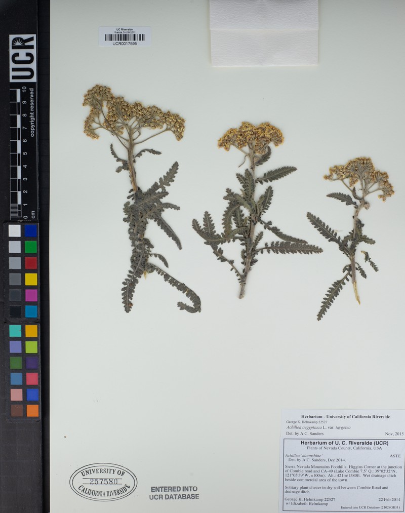 Achillea aegyptiaca photo 4