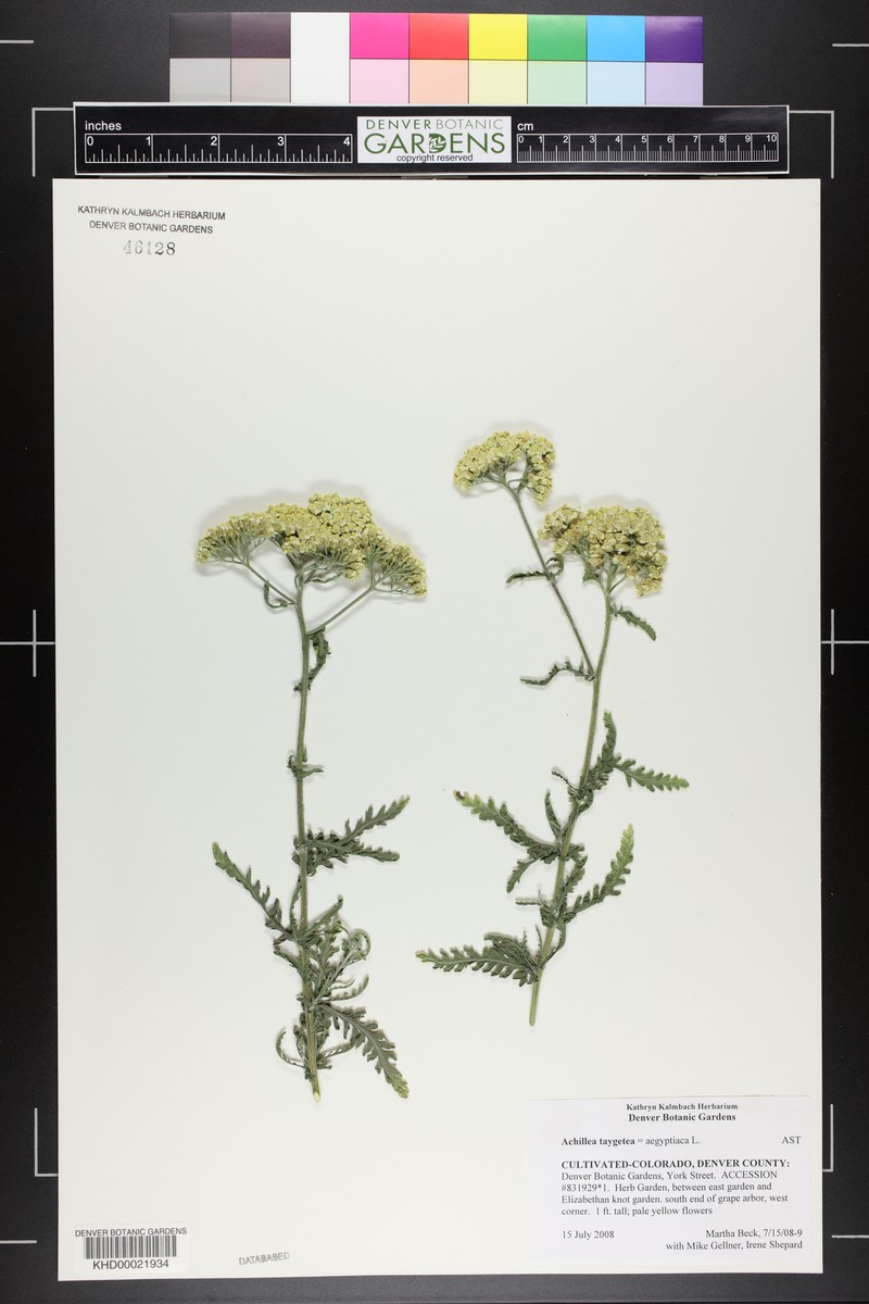 Achillea aegyptiaca photo 5