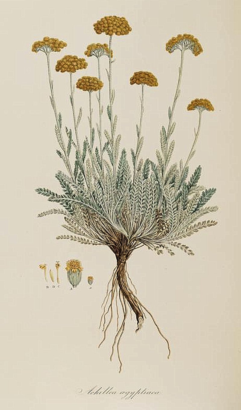 Achillea aegyptiaca