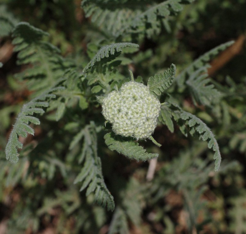 Achillea aegyptiaca photo 2