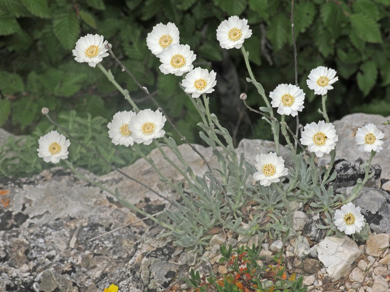 Yarrow photo 2