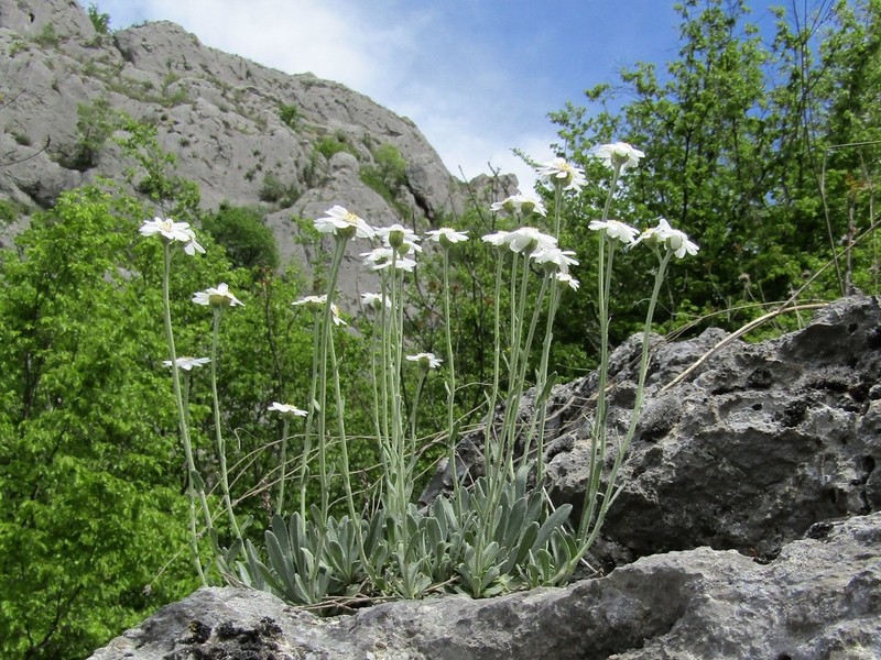 Yarrow photo 3