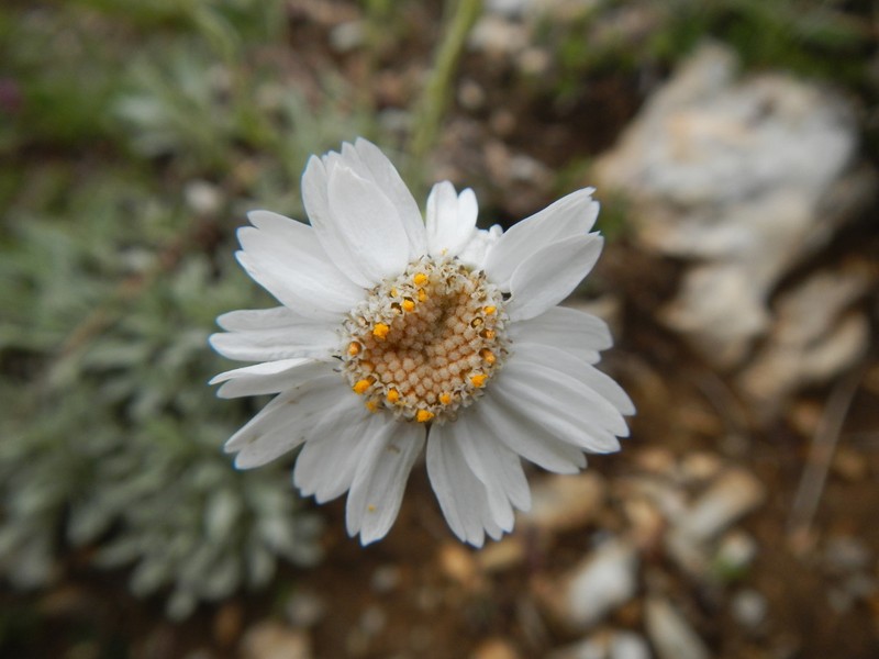 Yarrow photo 4