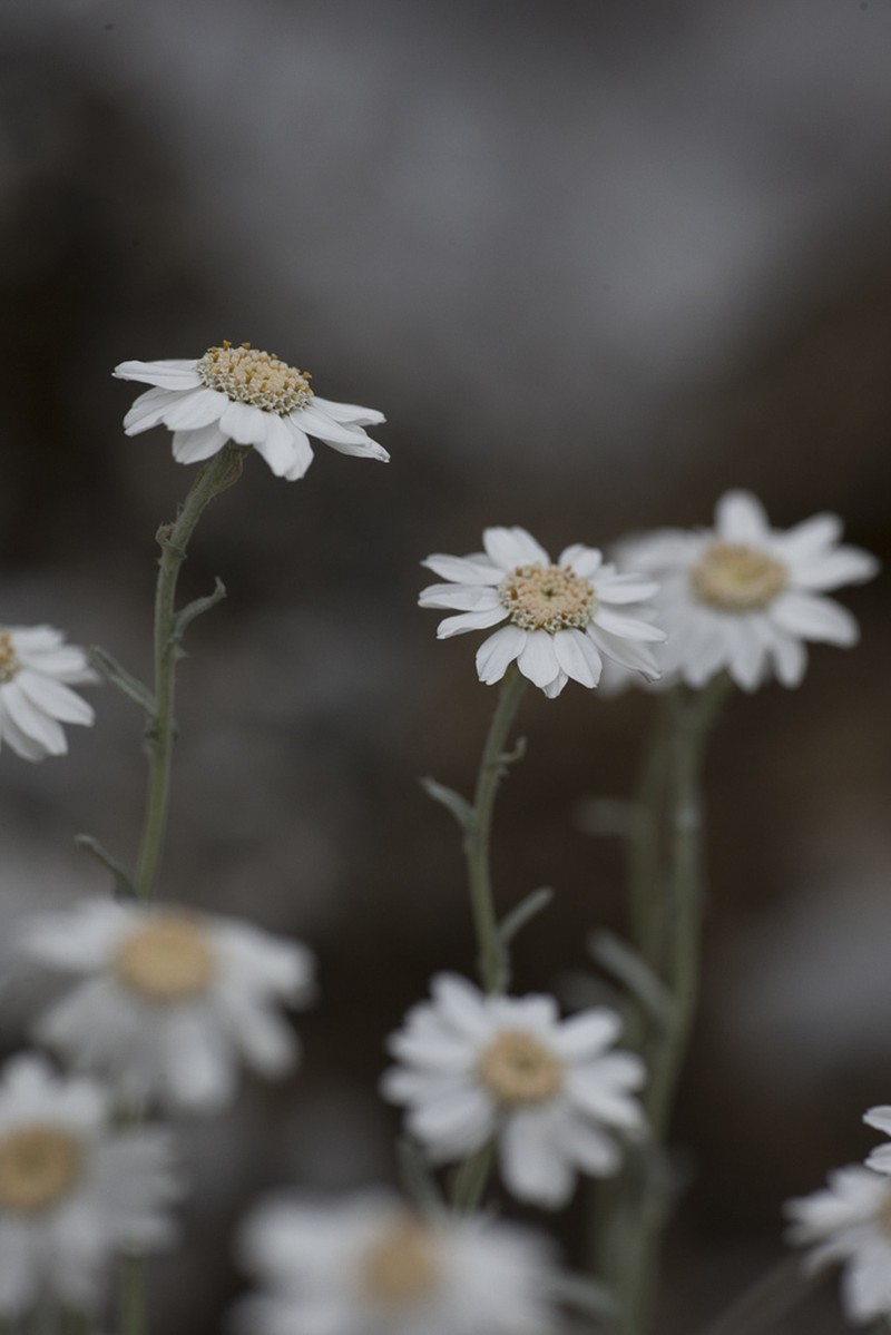 Yarrow photo 5