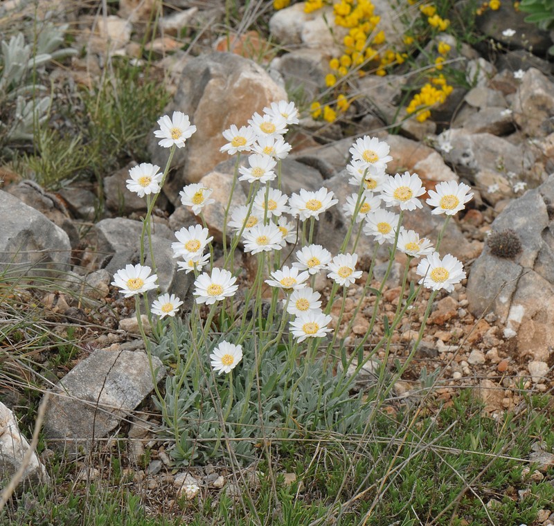 Yarrow photo 6