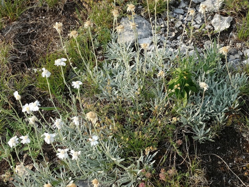 Yarrow photo 7