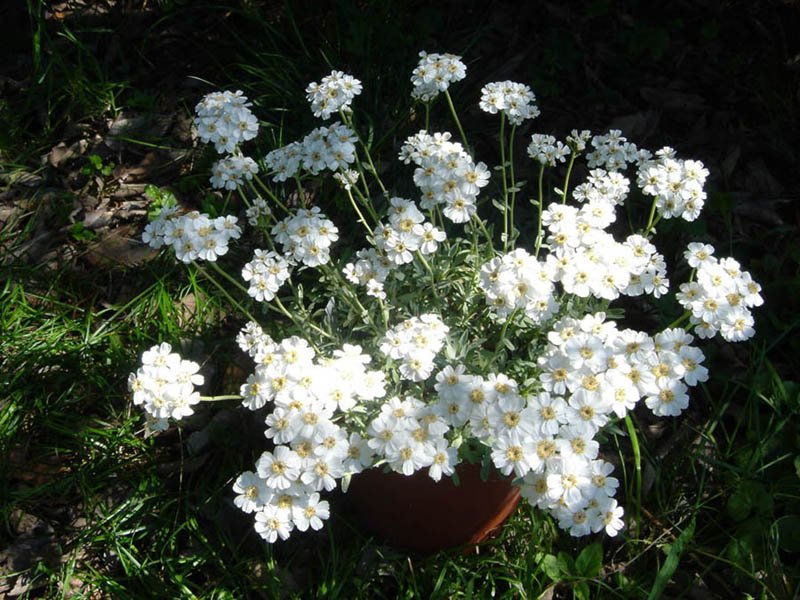 Yarrow