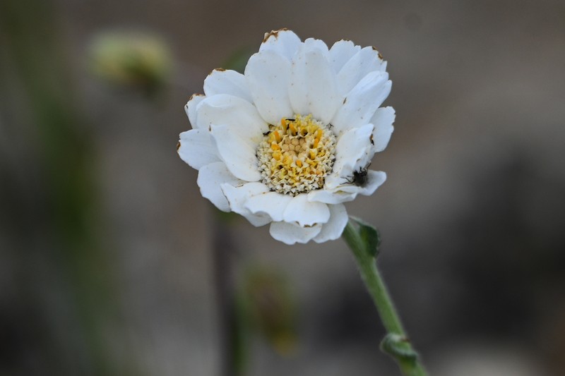 Achillea ageratifolia subsp. ageratifolia