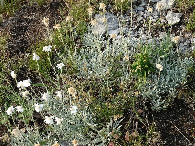 Achillea ageratifolia subsp. ageratifolia photo 2