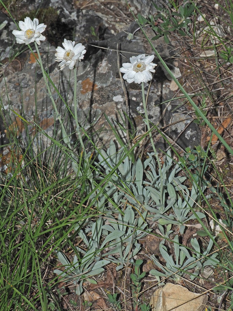 Achillea ageratifolia subsp. ageratifolia photo 3