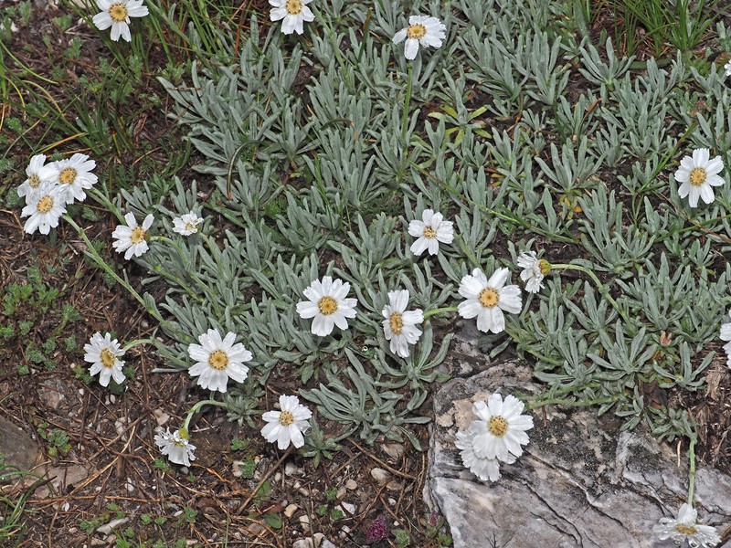 Achillea ageratifolia subsp. ageratifolia photo 4